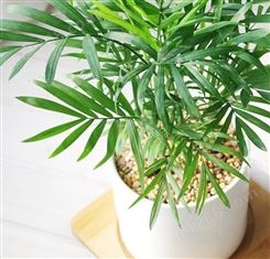 客厅绿植物袖珍椰子批发 租赁 美观易活 观赏性强 技术指导